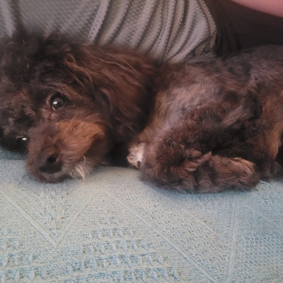 Meet your Posher, Shelby - Picture 6 of 9